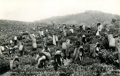 Récolte du thé, domaine de l