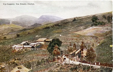 Plantation de thé en montagne, Ceylan, vers 1900-20 (photographie colorisée à la main)