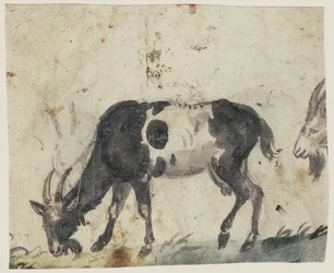 Étude de chèvres (verso), vers 1520-30