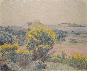 Genêt, Le Brusq