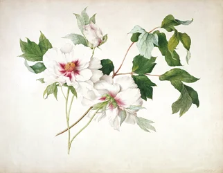 Pivoine arbustive japonaise (Paeonia suffructicosa), 1815