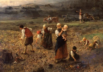 Récolte de pommes de terre