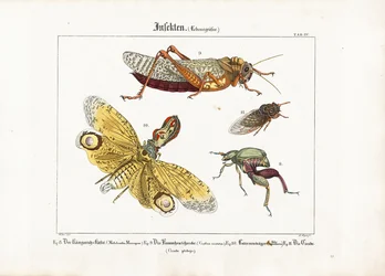 Divers insectes en taille réelle