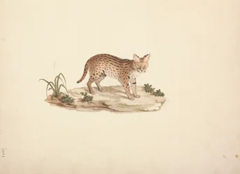 Chat sauvage africain ou serval