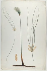 Papyrus (Détail de la plante et de la racine), d
