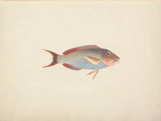 Poisson Non Identifié