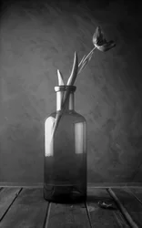 Fleur de tulipe monochrome