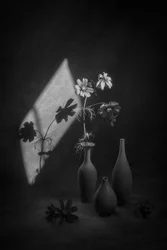 Nature morte de cosmos, ombre