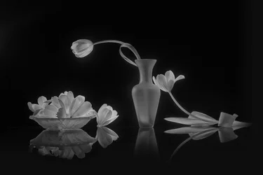 Élégantes tulipes noires et blanches
