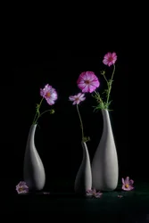 Nature morte élégante aux cosmos