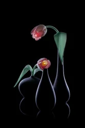 Des tulipes élégantes et lumineuses