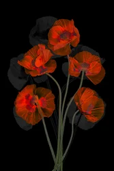 Coquelicots rouges éthérés