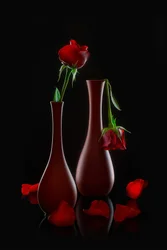 Des roses fraîches et fanées