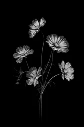 Fleurs de cosmos monochromes