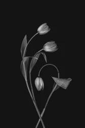 Tulipe « Grace » monochrome