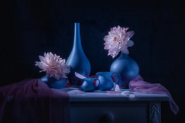 Dahlia « Moody Blue »