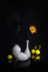 Fleurs et fruits de Moody