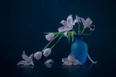 Lys et tulipes mélancoliques