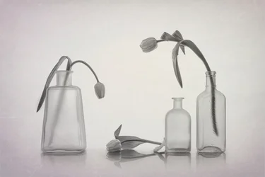 Nature morte calme aux tulipes