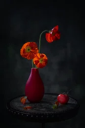 Nature morte sombre aux coquelicots rouges
