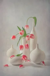 Tulipes rose pâle