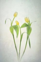 Tulipes jaune pâle