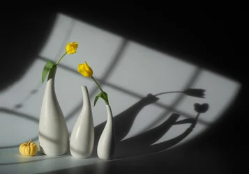 Tulipes ensoleillées et ombres
