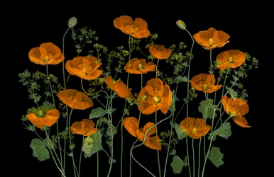 Coquelicots orange éclatants