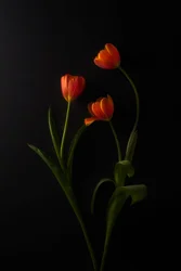 Tulipes éclatantes sur fond sombre