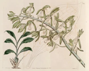 Illustration de Catasetum cristatum