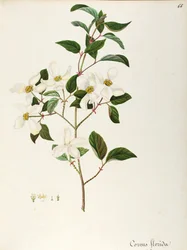 Cornouiller à fleurs (Cornus florida), Cornaceae, petit arbre ou arbuste originaire d