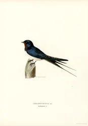 Hirondelle de fenêtre