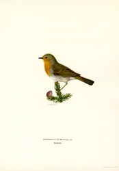 Rouge-gorge