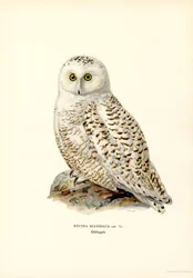 Harfang des neiges