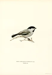 Mésange à tête noire
