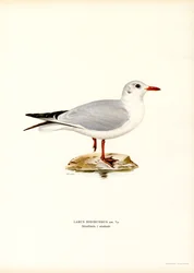Mouette rieuse