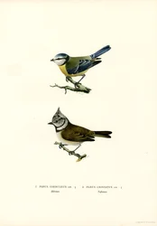 Mésange bleue