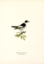 Gobemouche à collier (lithographie en couleur)