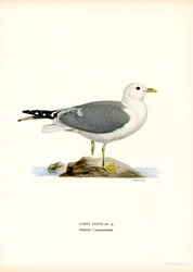 Goéland cendré