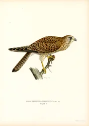 Faucon Crécerelle