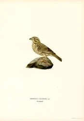 Bruant proyer