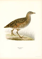 Râle des Genêts