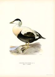 Eider à duvet