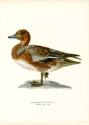 Canard siffleur