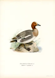 Canard siffleur