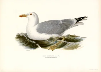 Goéland argenté