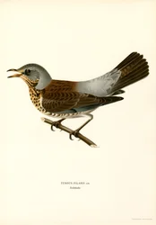 Grive litorne (lithographie en couleur)