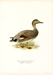 Canard chipeau