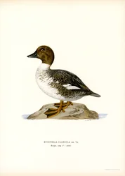 Garrot à œil d
