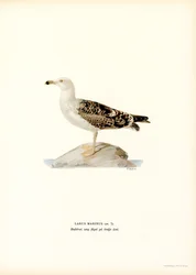 Goéland marin